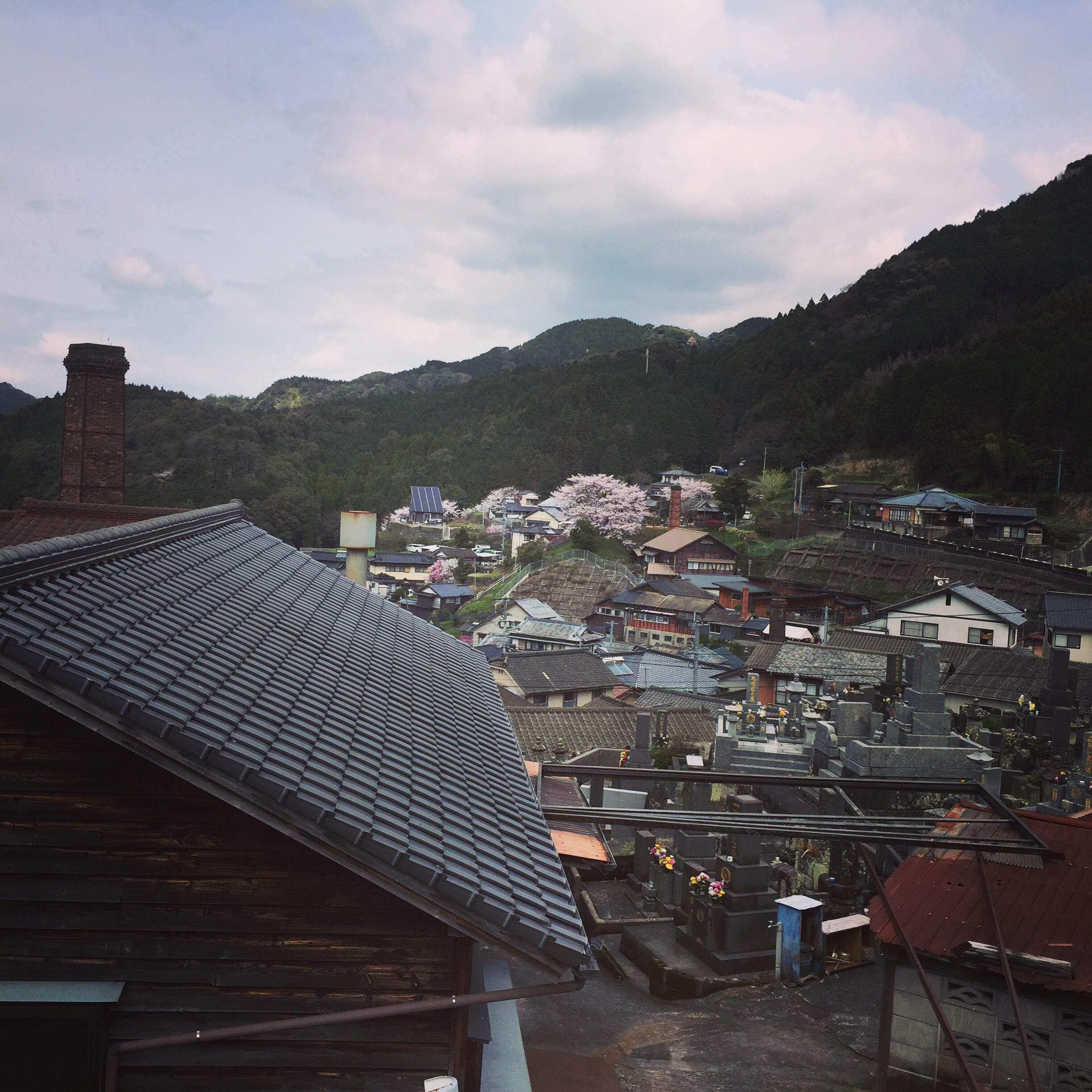 桜陶祭の陶箱弁当